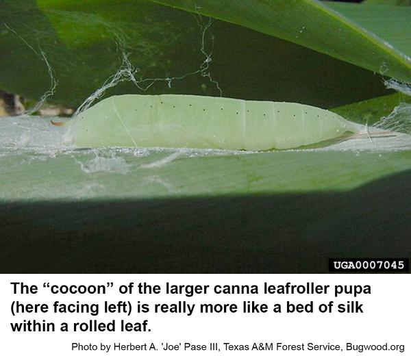 Larger canna leafroller pupa